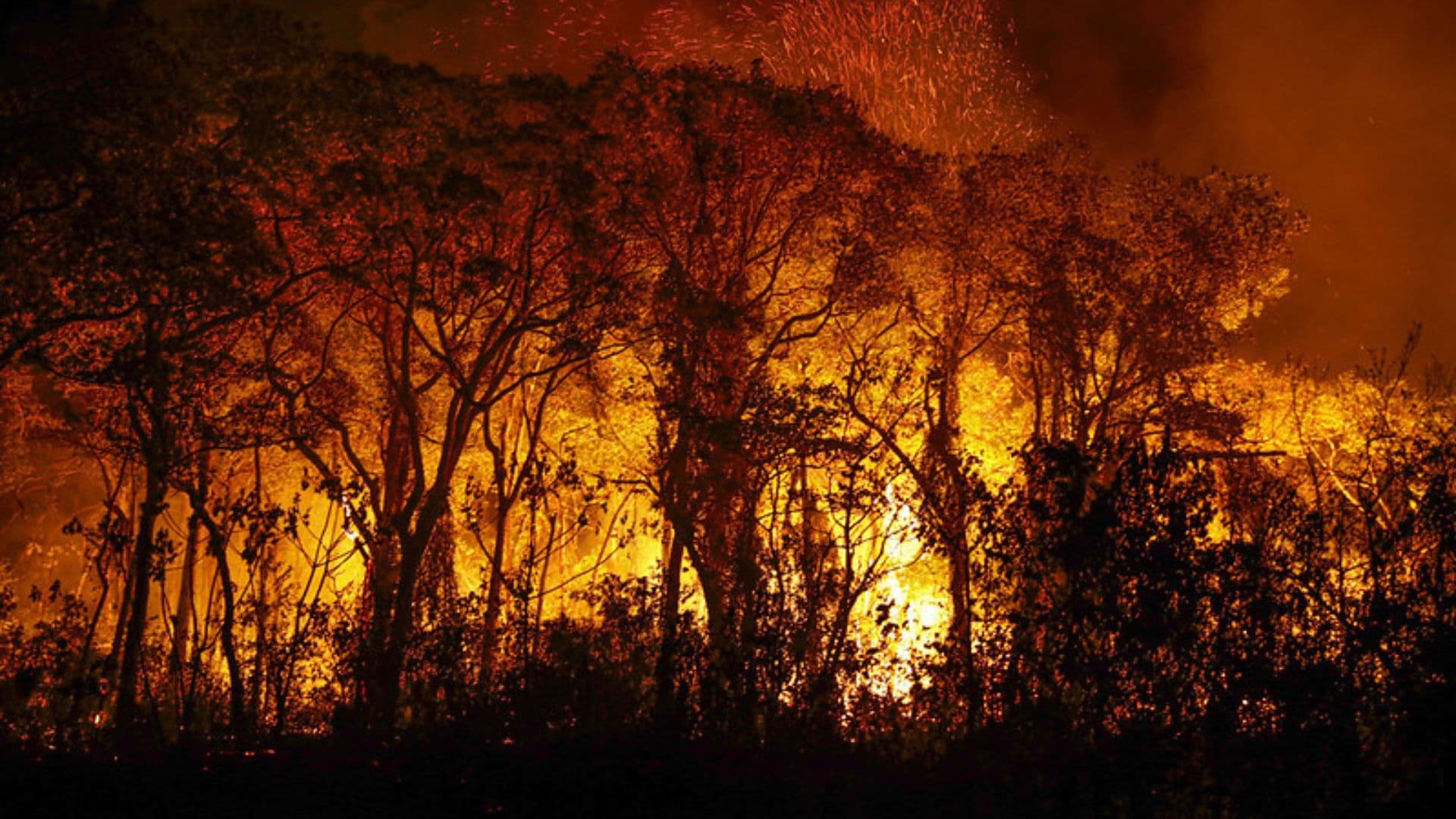 As queimadas na Amazônia atingiram seu nível recorde. Compreenda a gravidade do que se configura.
