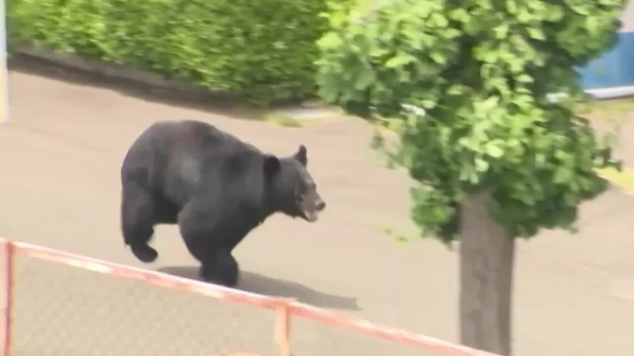 Urso à solta assusta cidade japonesa e leva autoridades a fechar 94 escolas